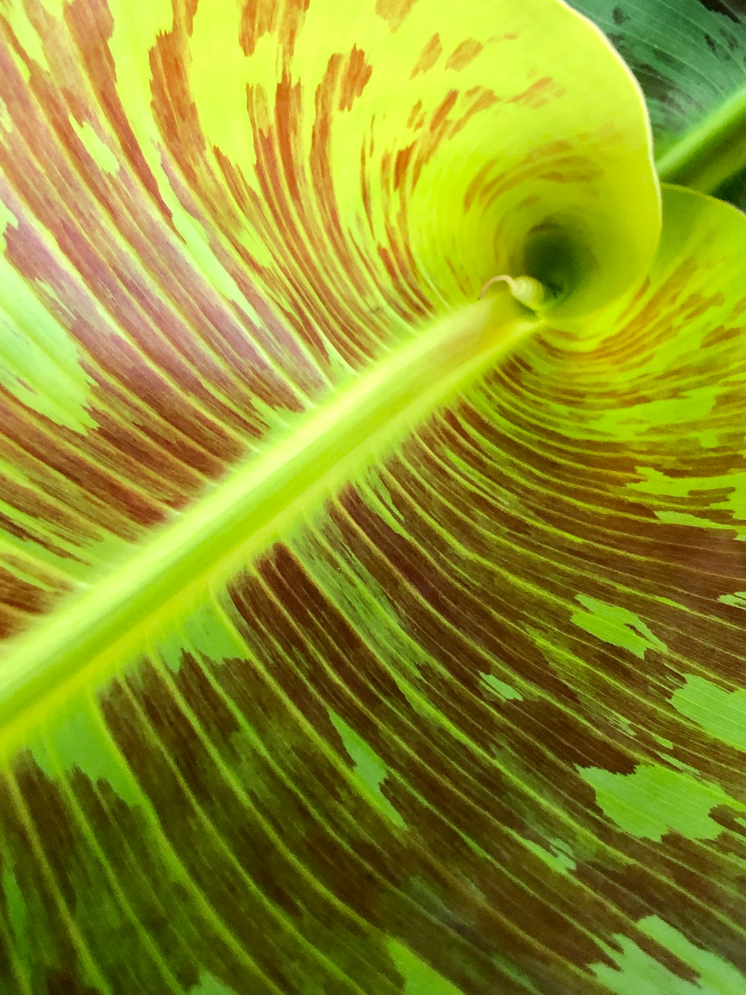 Musa ‘Dwarf Cavendish' -Banana plant
