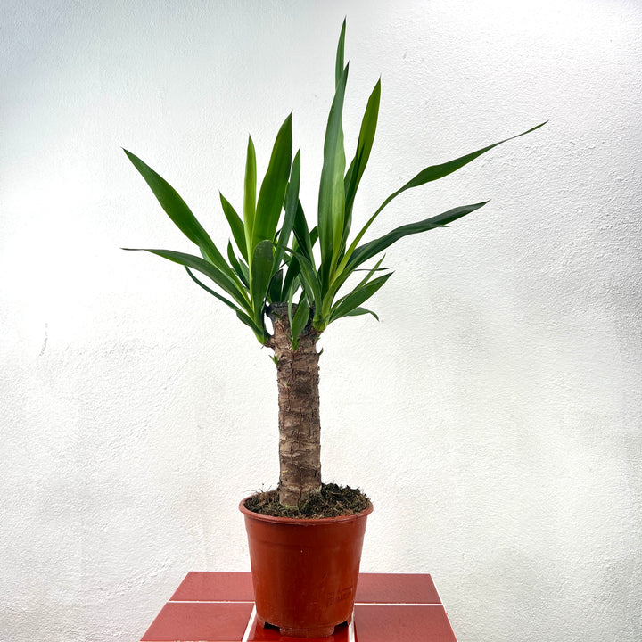 Yucca