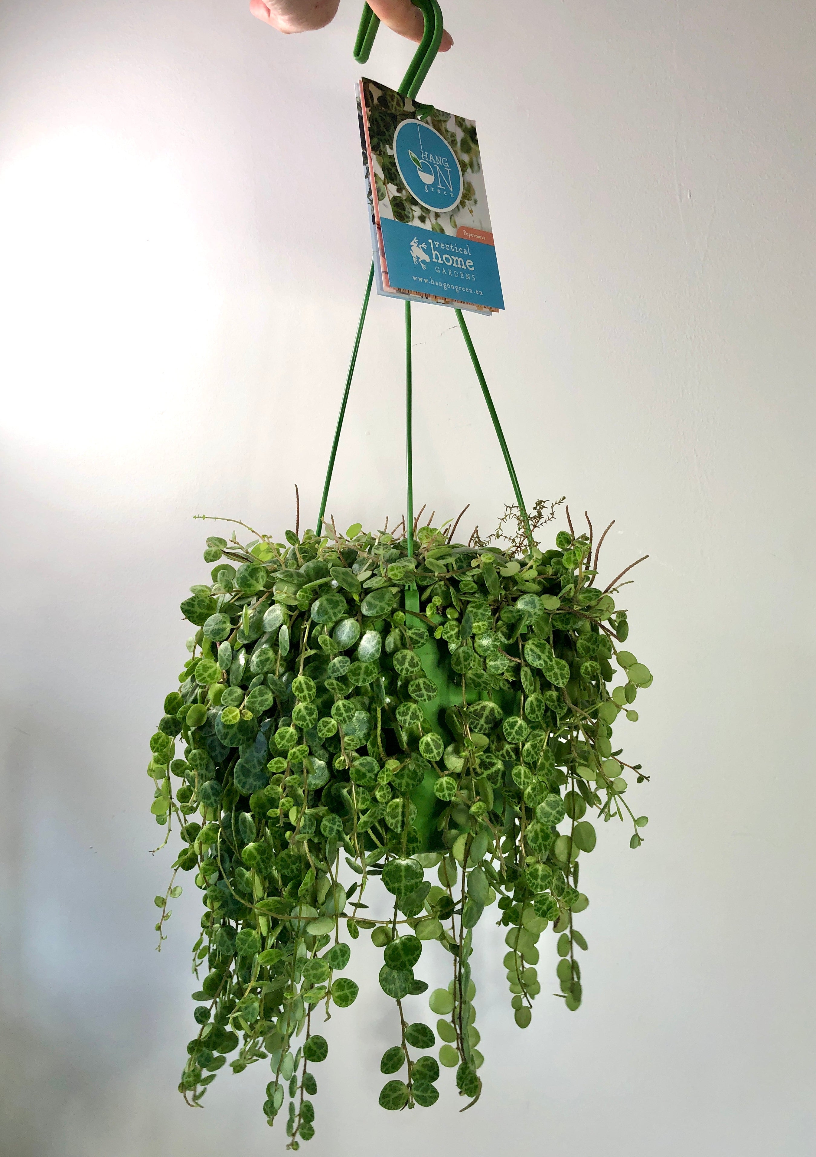 Peperomia prostrata – String of Turtles | Trailing Houseplant – Plant ...