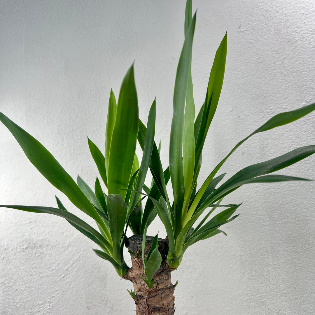 Yucca