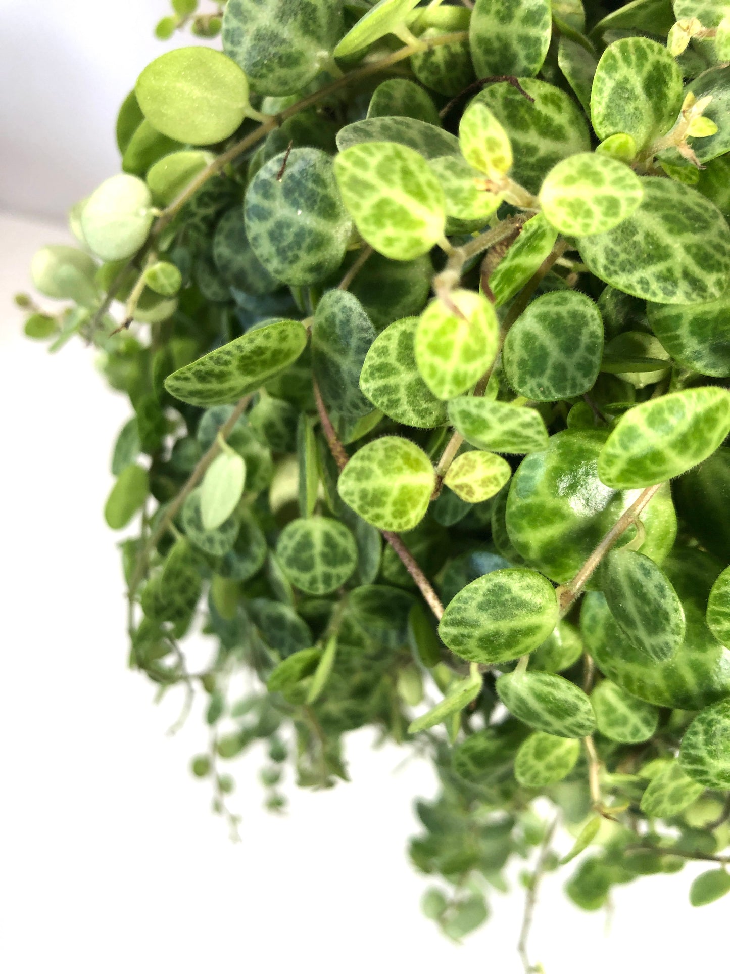 Peperomia Prostrata - String of turtles