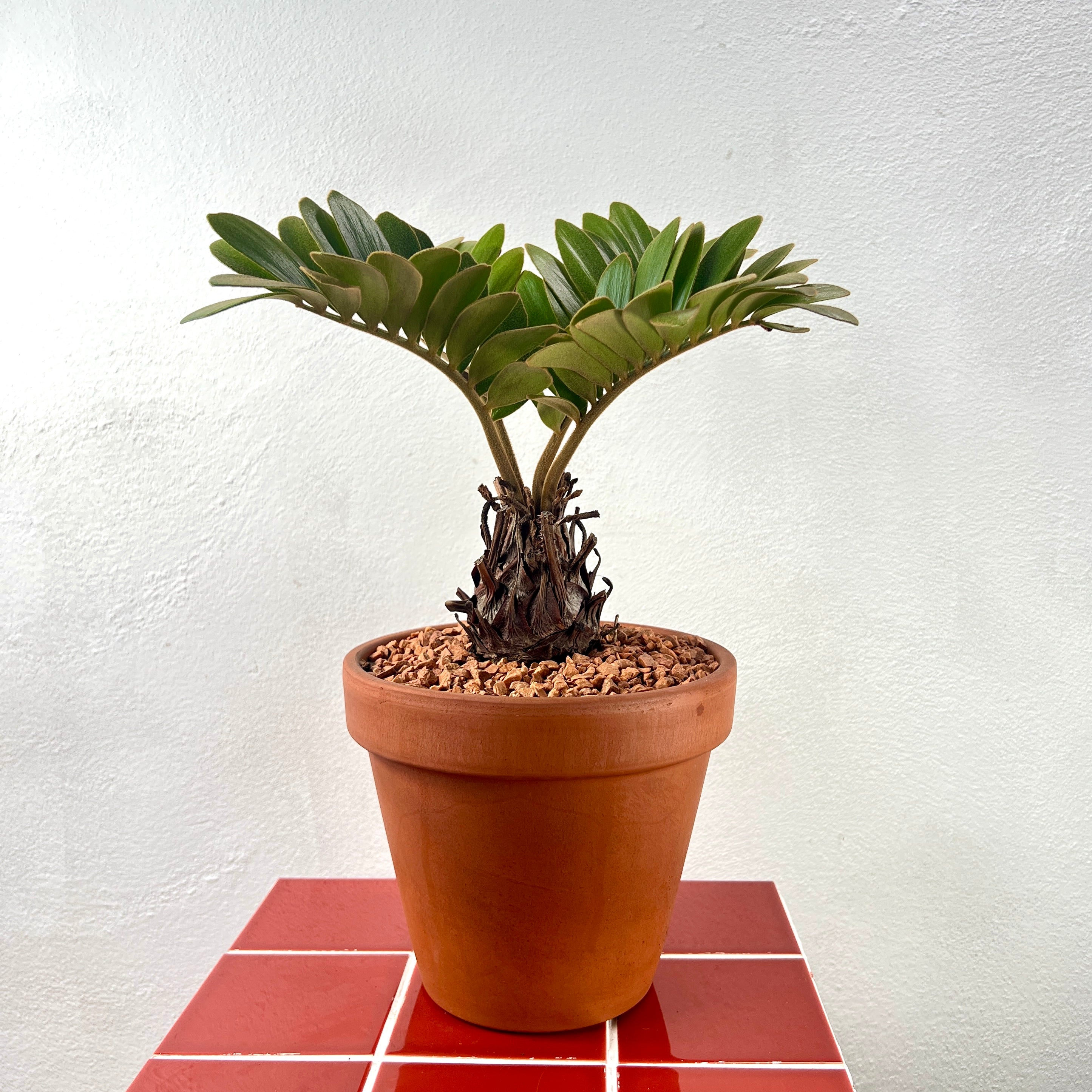Zamia Furfuracea - Cardboard Palm – Plant Studio