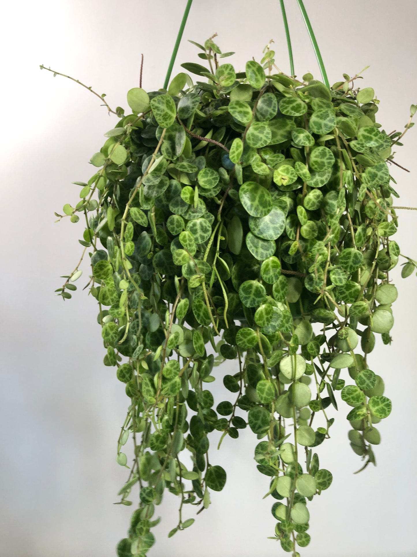 Peperomia Prostrata - String of turtles