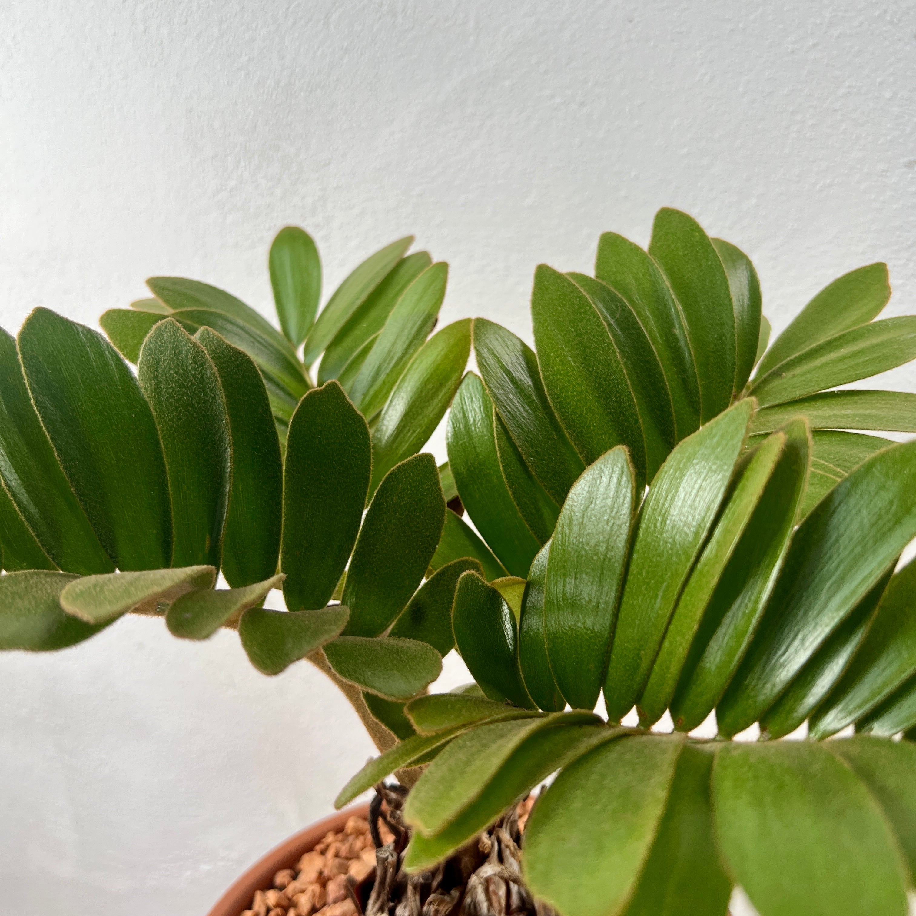 Zamia Furfuracea - Cardboard Palm – Plant Studio