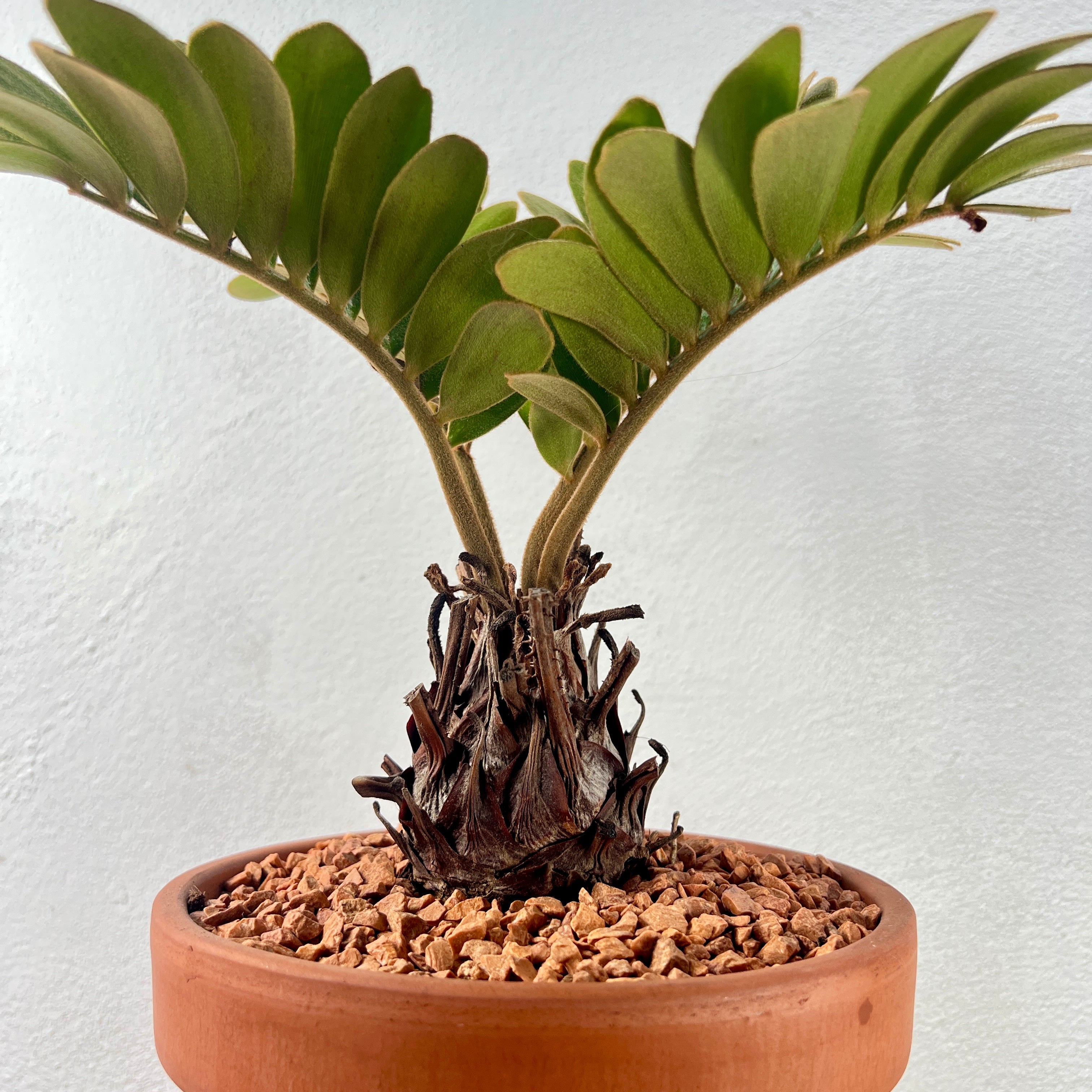 Zamia Furfuracea - Cardboard Palm – Plant Studio