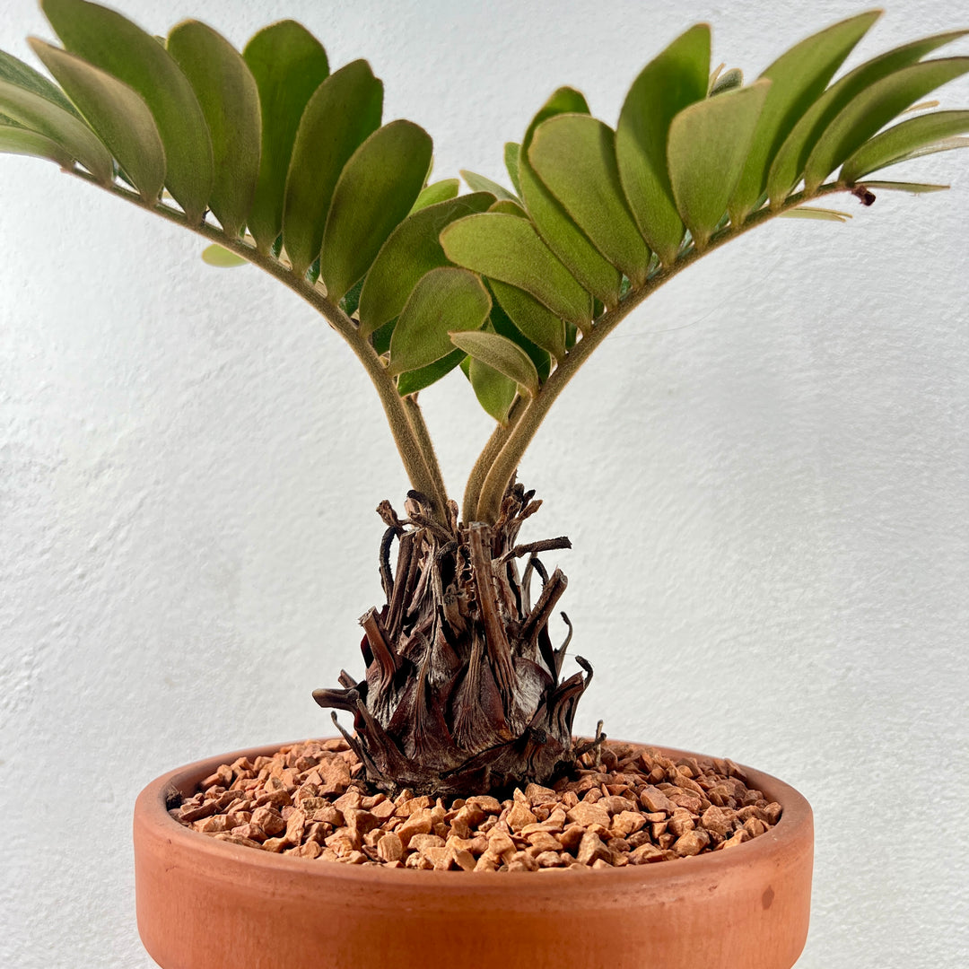 Zamia Furfuracea - Cardboard Palm