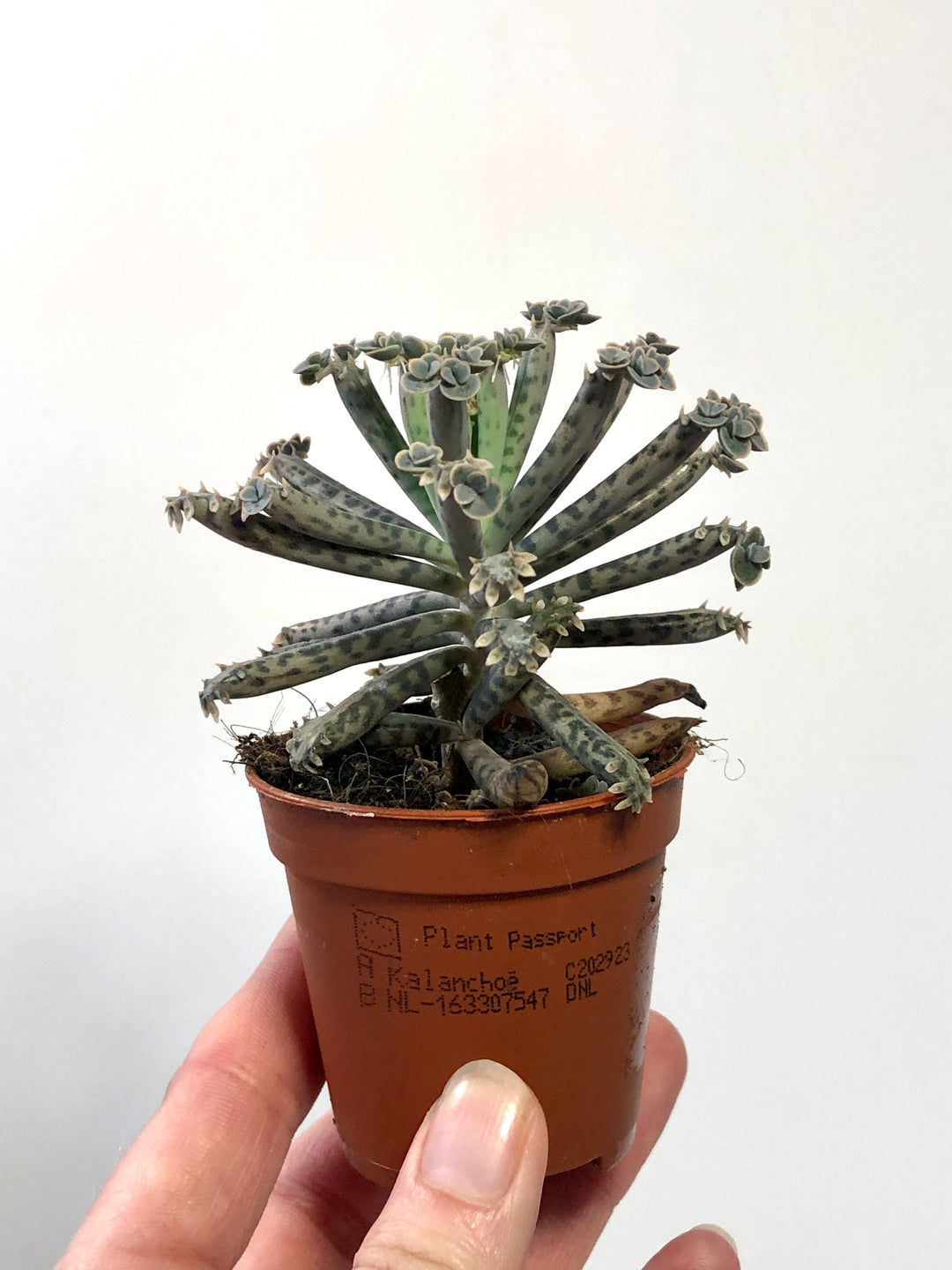 Kalanchoe Tubiflora - Mother of millions