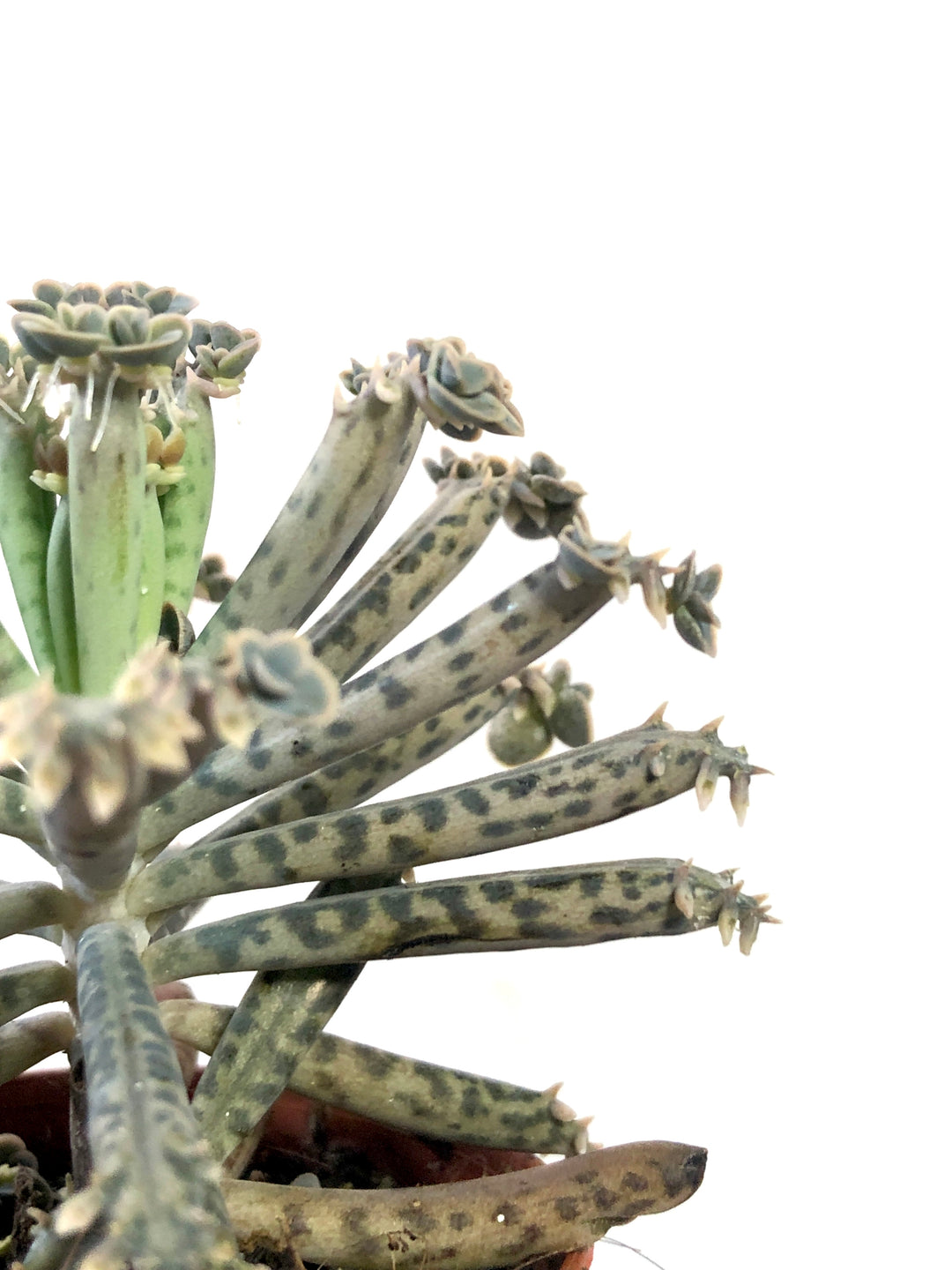 Kalanchoe Tubiflora - Mother of millions