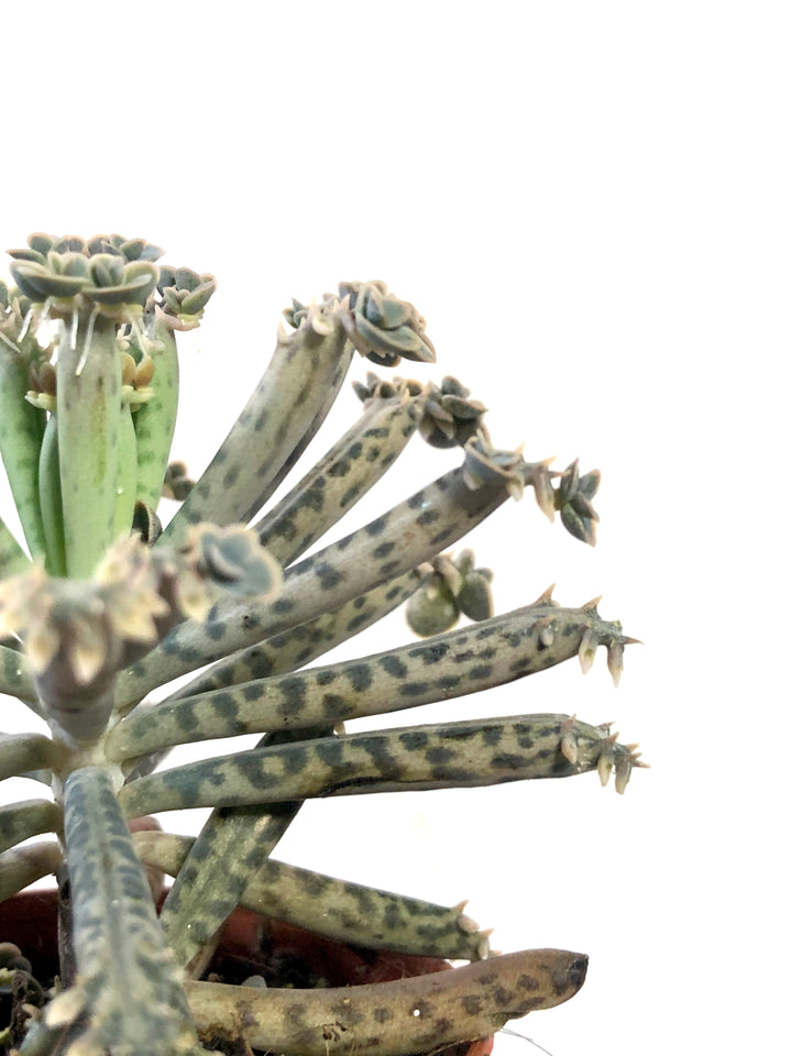 Kalanchoe Tubiflora - Mother of millions