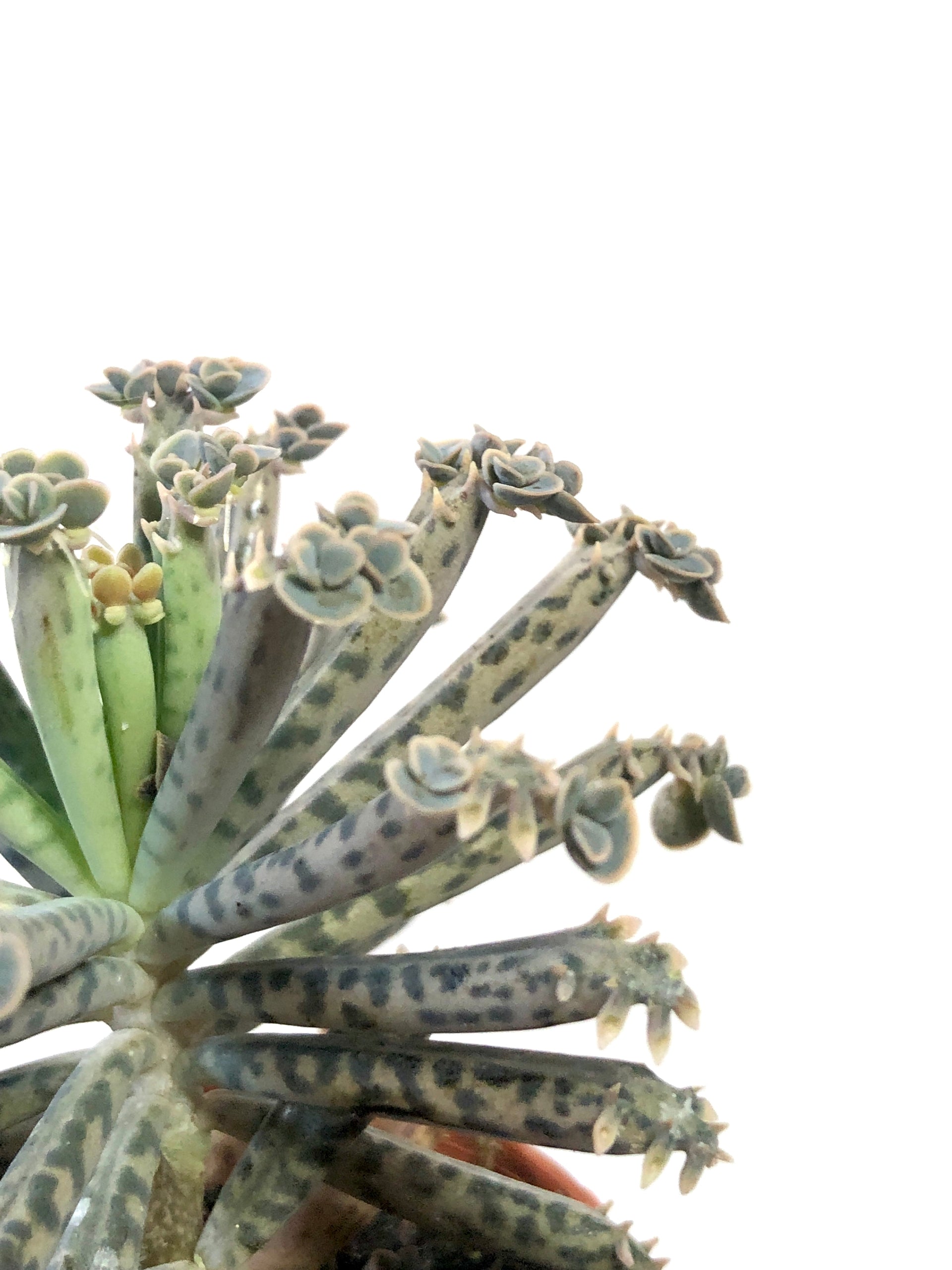 kalanchoe tubiflora succulent Kalanchoe tubiflora (Mother of Millions)