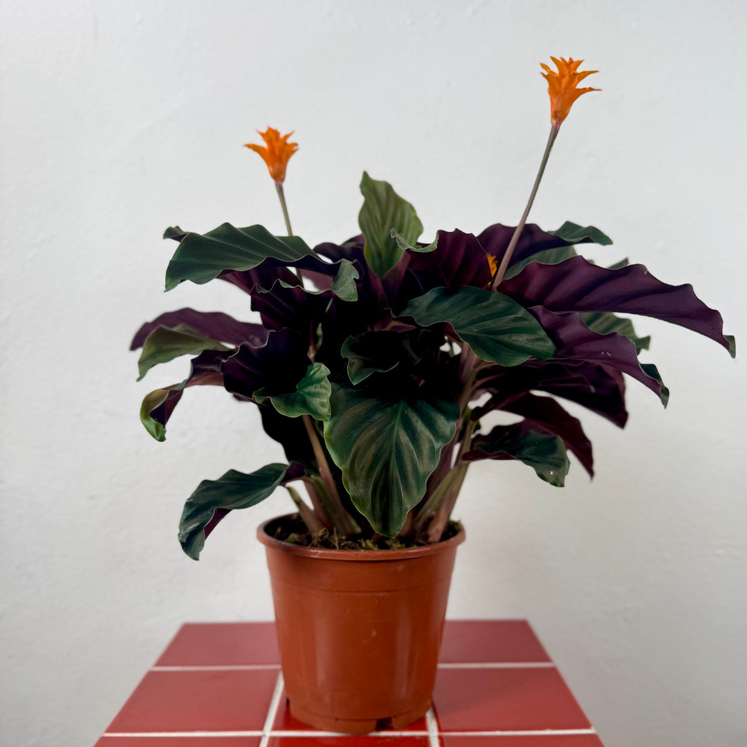 Calathea crocata – Goeppertia crocata - Eternal Flame Plant