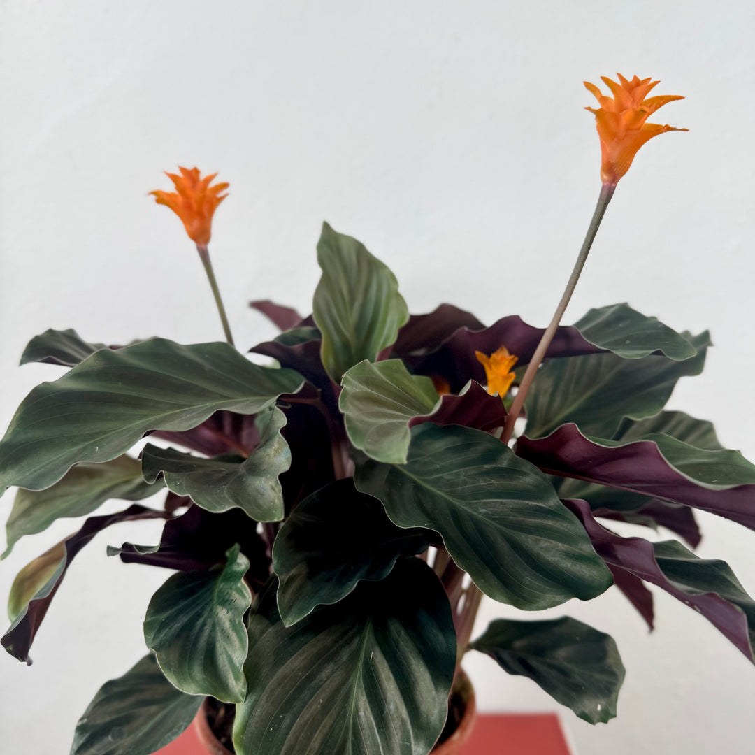 Calathea crocata – Goeppertia crocata - Eternal Flame Plant