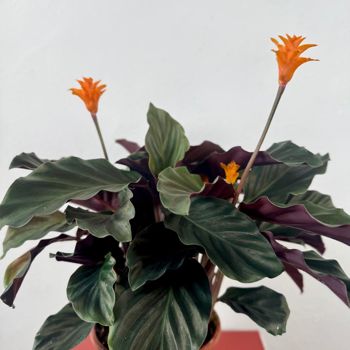Calathea crocata – Goeppertia crocata - Eternal Flame Plant