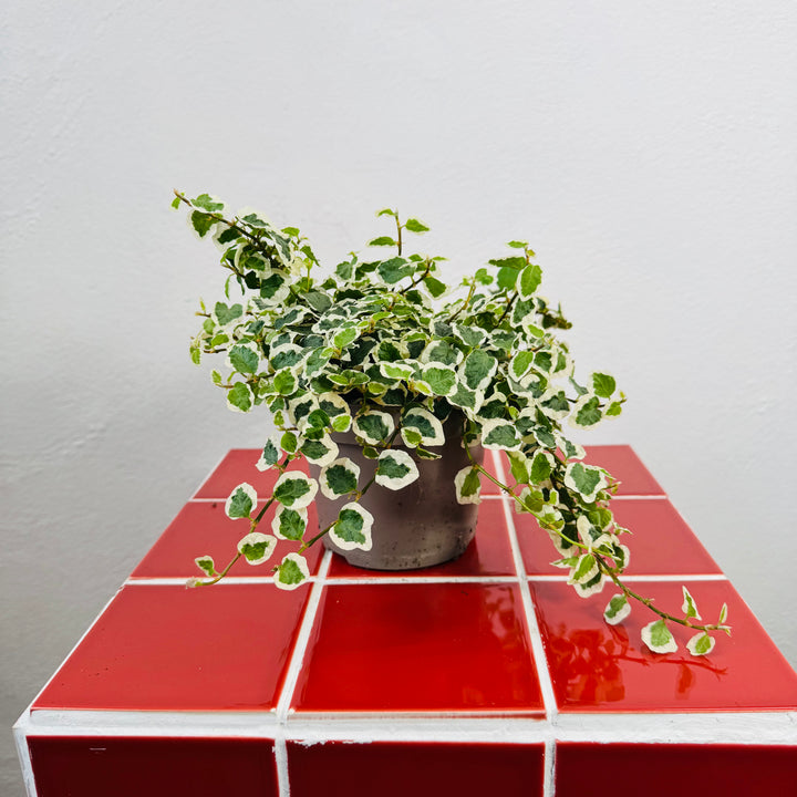 Ficus Pumila Belle Sunny - Creeping Fig