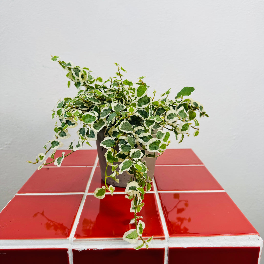 Ficus Pumila Belle Sunny - Creeping Fig