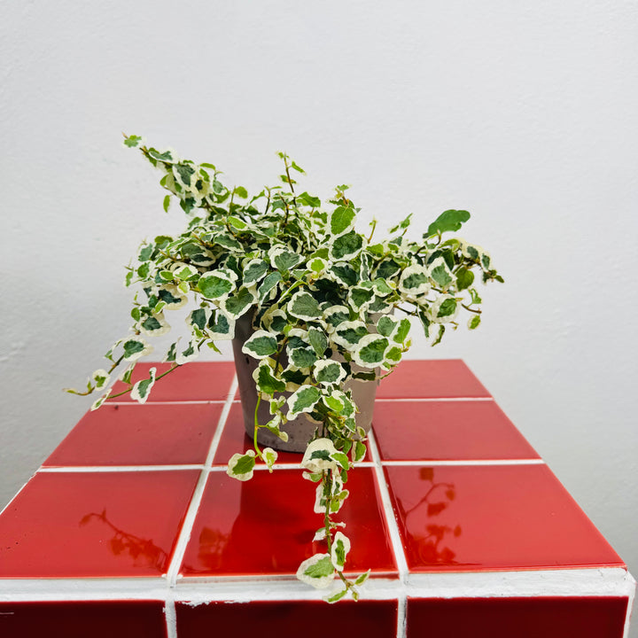 Ficus Pumila Belle Sunny - Creeping Fig