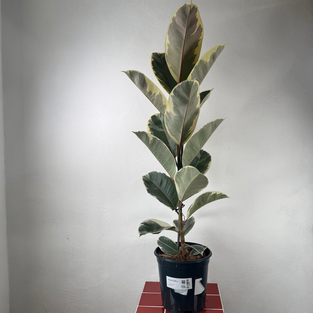 Ficus elastica ‘Tineke’ – Variegated Rubber Plant