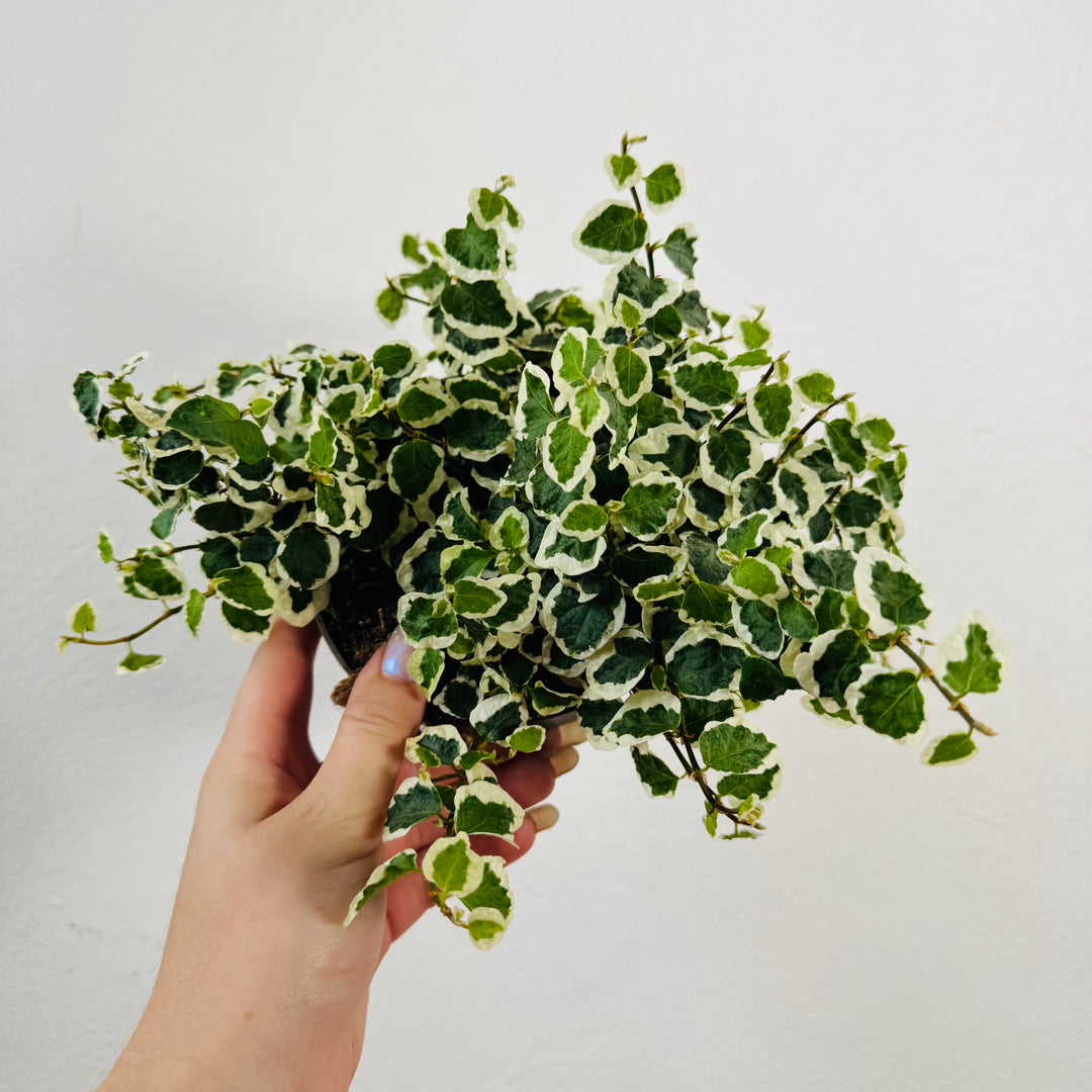 Ficus Pumila Belle Sunny - Creeping Fig