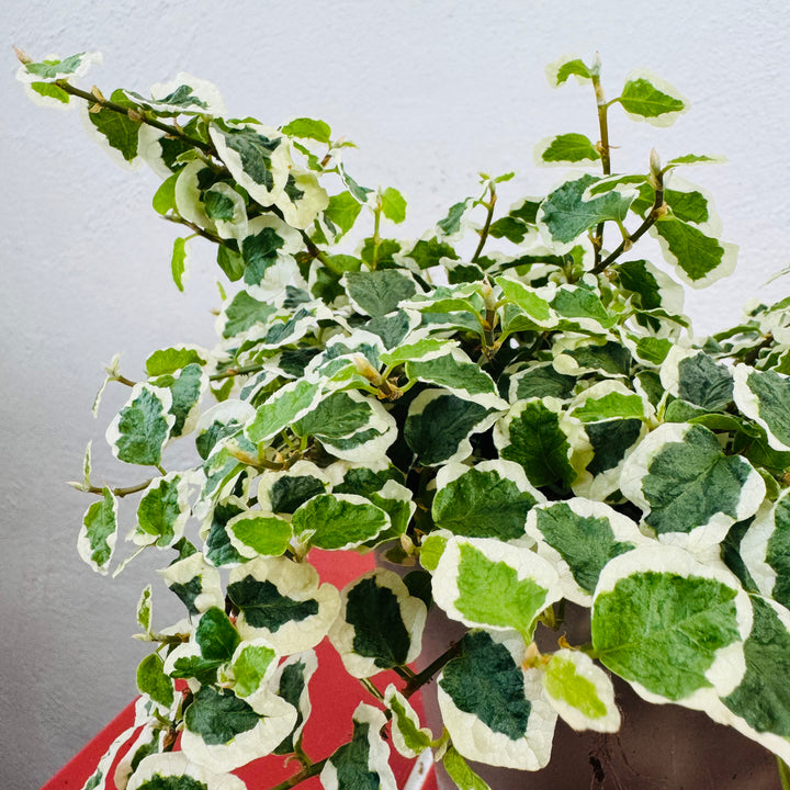 Ficus Pumila Belle Sunny - Creeping Fig