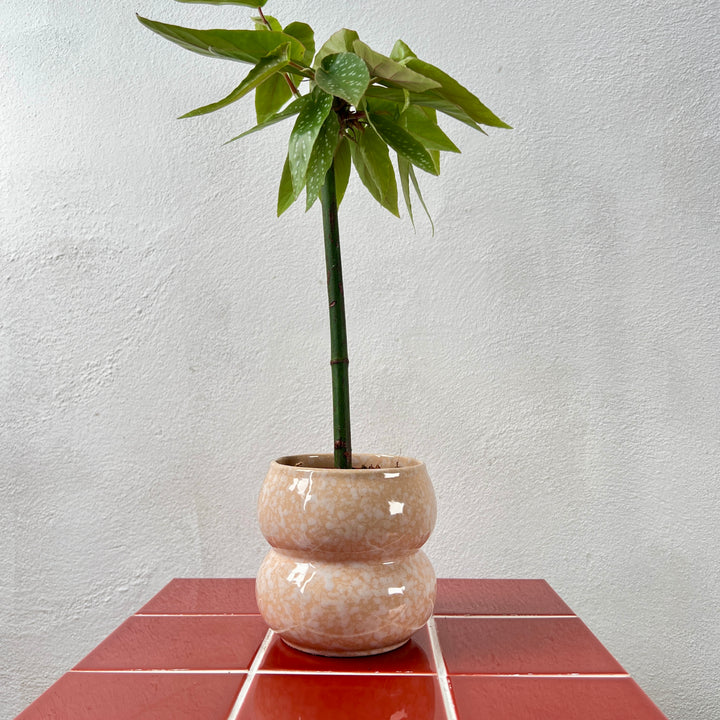 Sophie pot