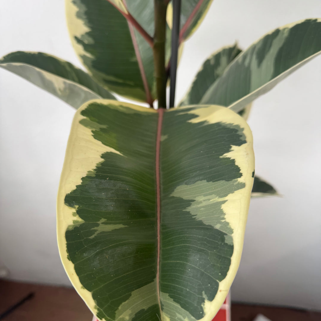 Ficus elastica ‘Tineke’ – Variegated Rubber Plant