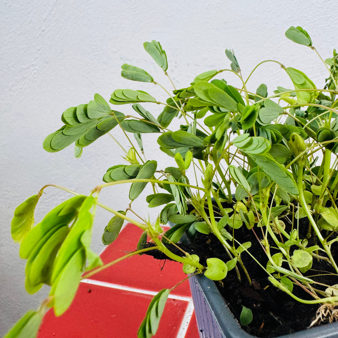 Mimosa pudica - Sensitive Plant