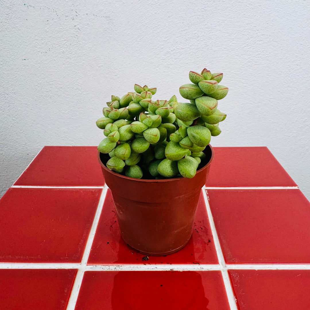 Crassula ‘Pagoda x Rupestris’