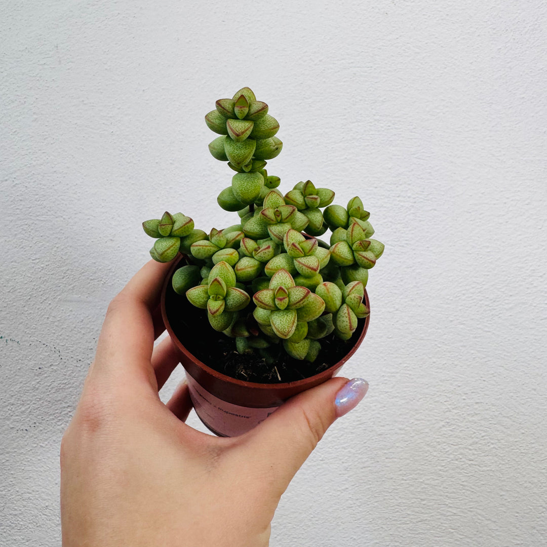 Crassula ‘Pagoda x Rupestris’