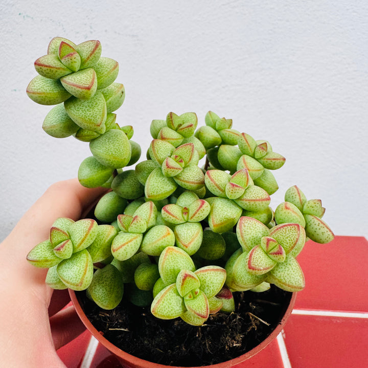 Crassula ‘Pagoda x Rupestris’