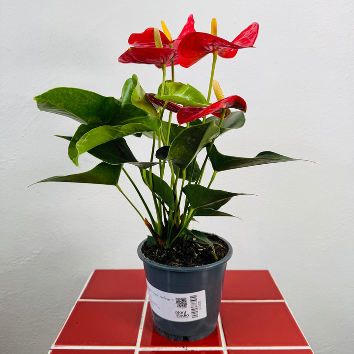 Anthurium ‘Everio’– Flamingo Flower