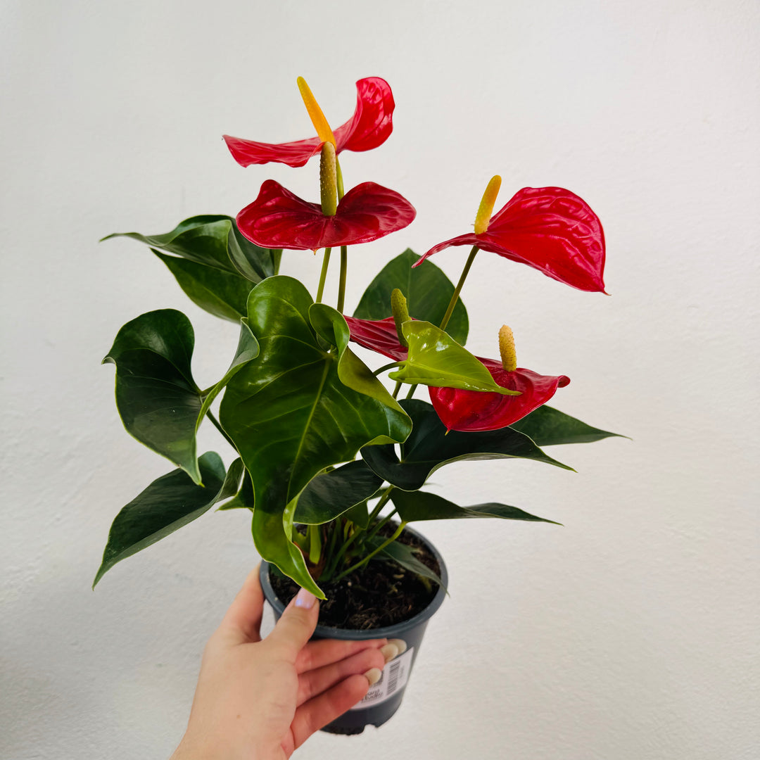 Anthurium ‘Everio’– Flamingo Flower