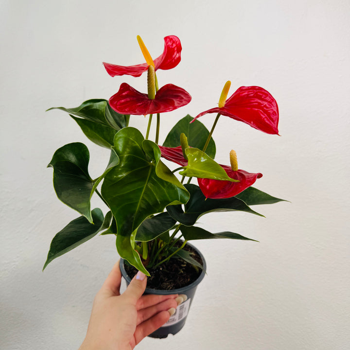 Anthurium ‘Everio’– Flamingo Flower