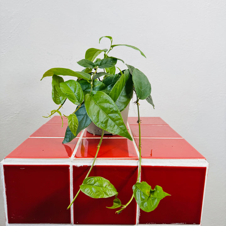 RESCUE Ficus sagittata – Climbing Fig