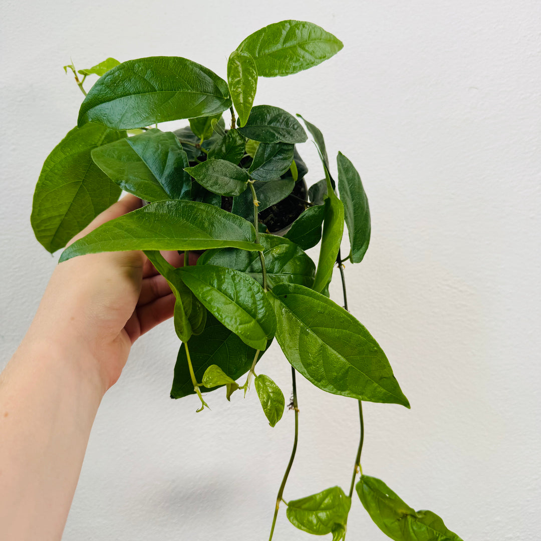 RESCUE Ficus sagittata – Climbing Fig
