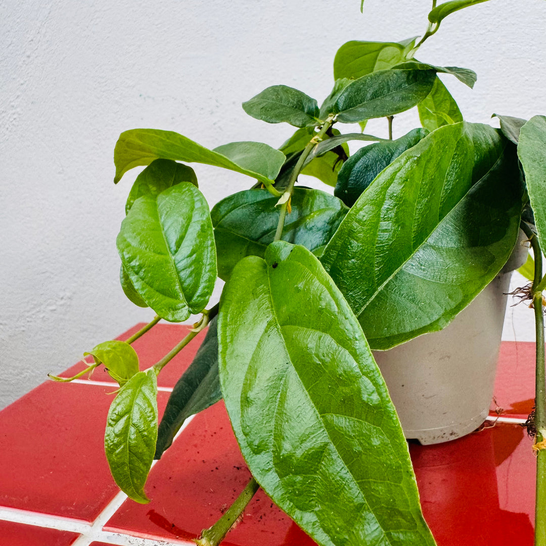 RESCUE Ficus sagittata – Climbing Fig