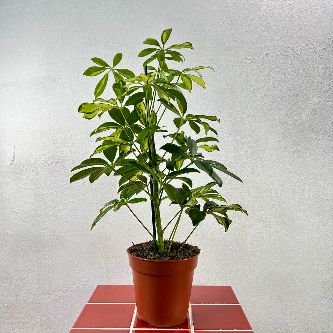 Schefflera arboricola ‘Gerda’ – Variegated Umbrella Plant