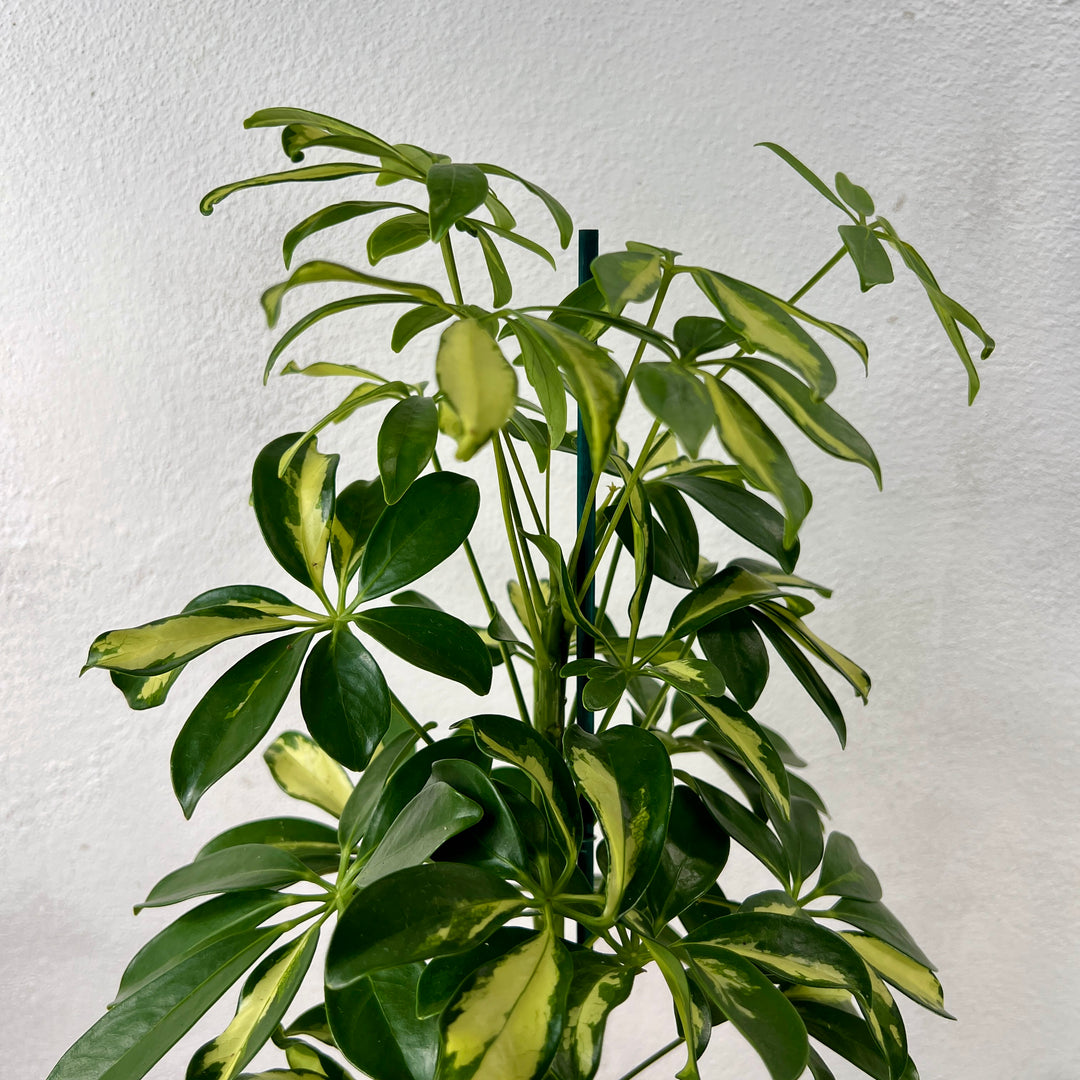 Schefflera arboricola ‘Gerda’ – Variegated Umbrella Plant