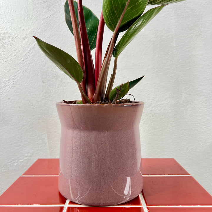 Vase Elise Mix - Plant Pot Ø12