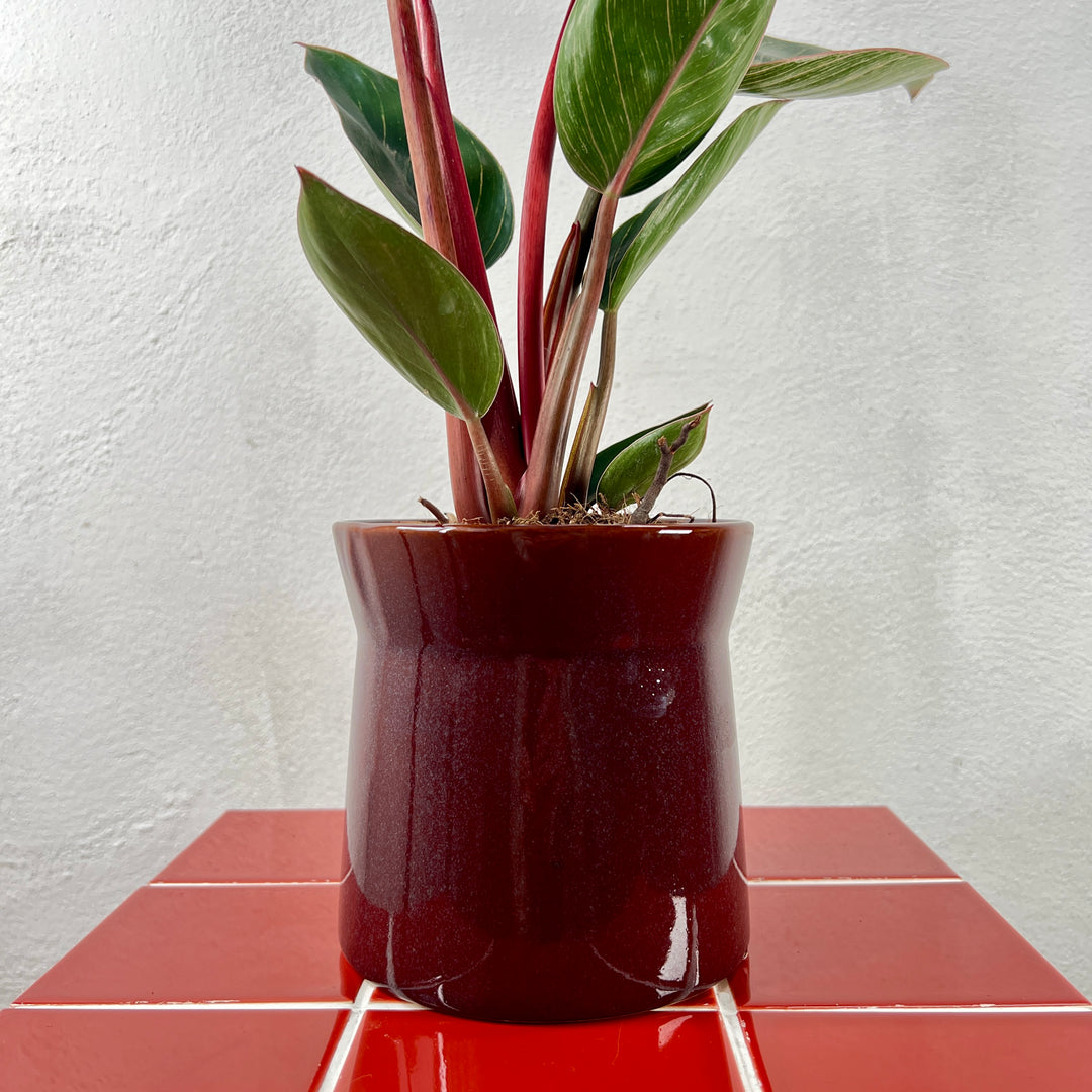 Vase Elise Mix - Plant Pot Ø12
