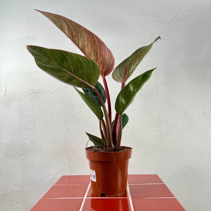 Philodendron Pink Birkin