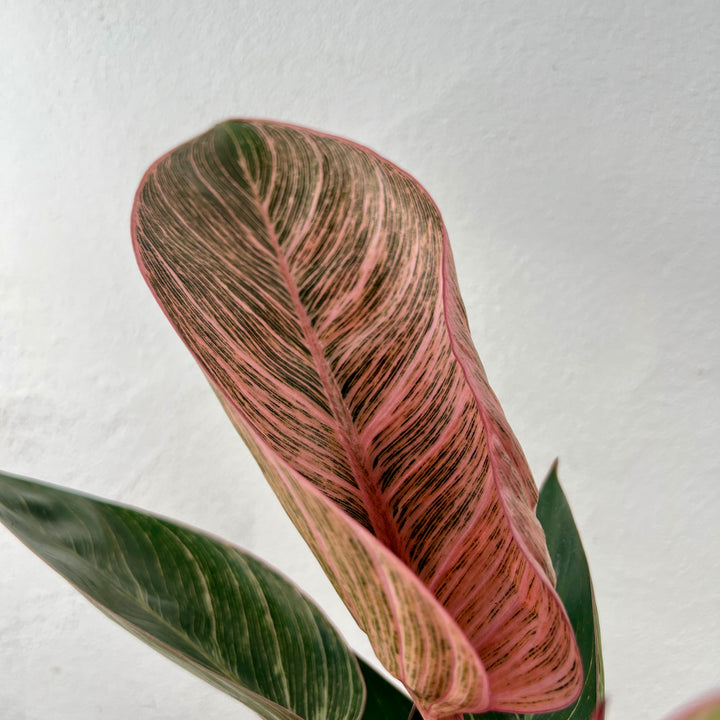Philodendron Pink Birkin