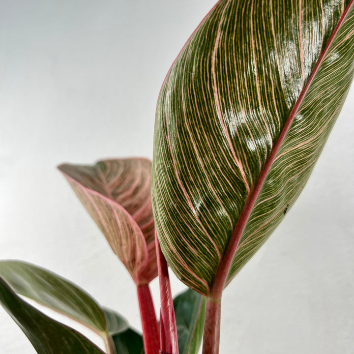 Philodendron Pink Birkin