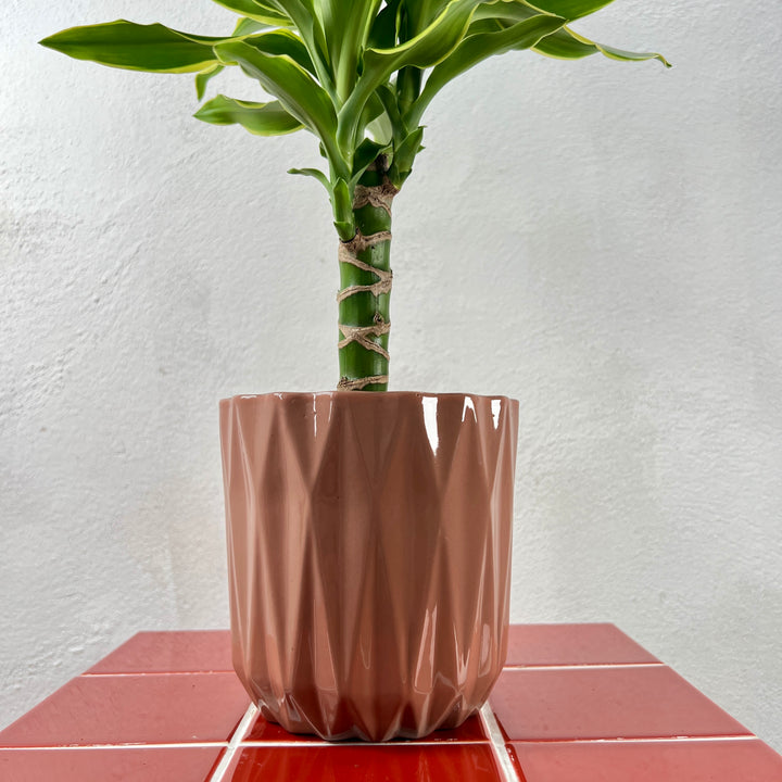 Maria Mix - Plant Pot Ø12cm