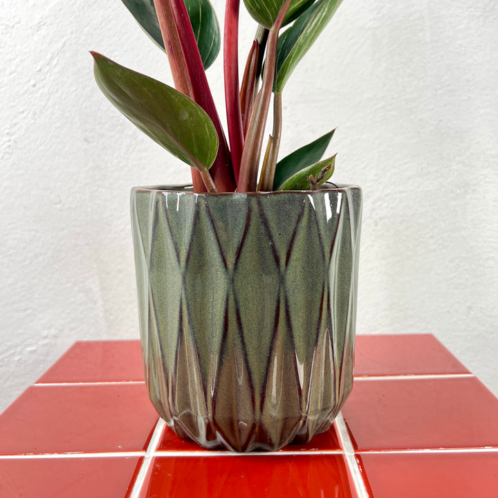 Maria Mix - Plant Pot Ø12cm