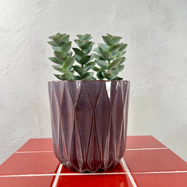 Maria Mix - Plant Pot Ø12cm