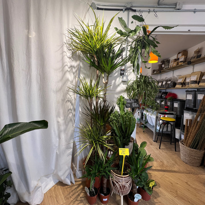 Dracaena Mixed Species Branched Specimen