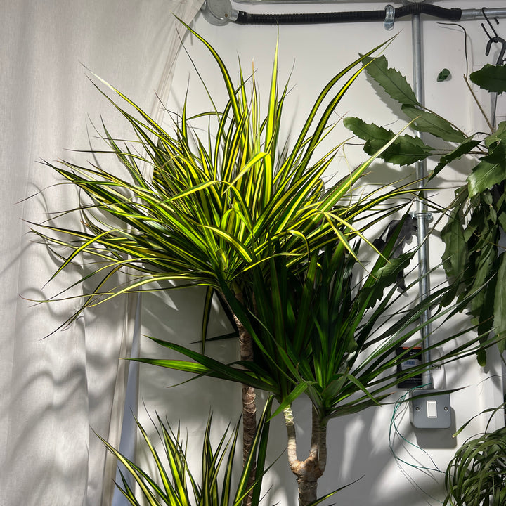 Dracaena Mixed Species Branched Specimen