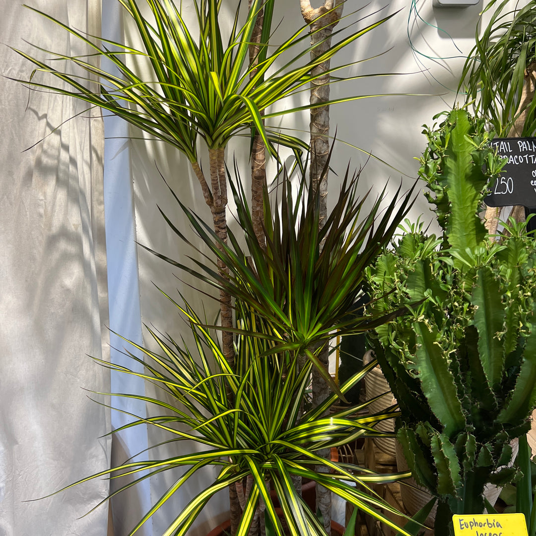 Dracaena Mixed Species Branched Specimen
