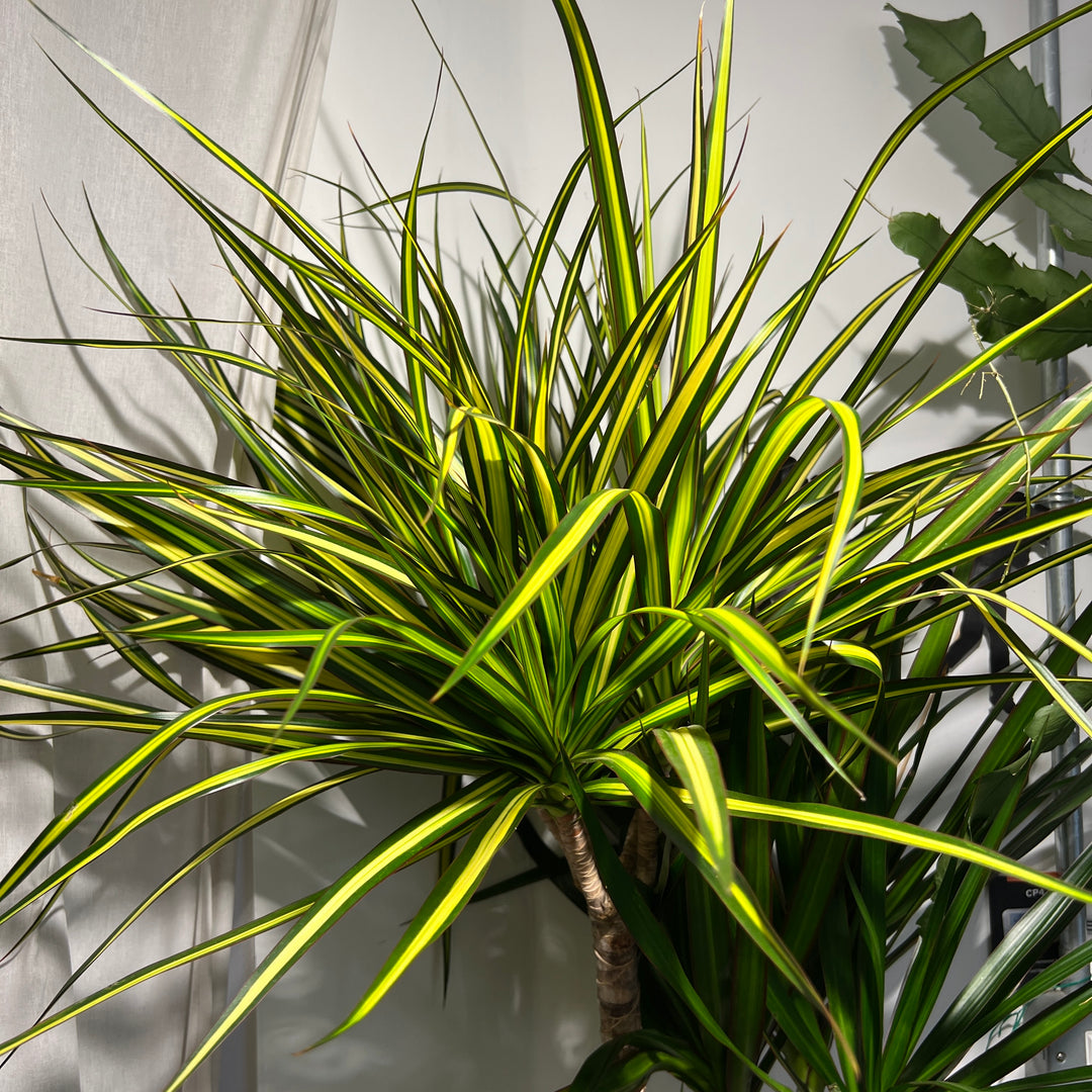 Dracaena Mixed Species Branched Specimen