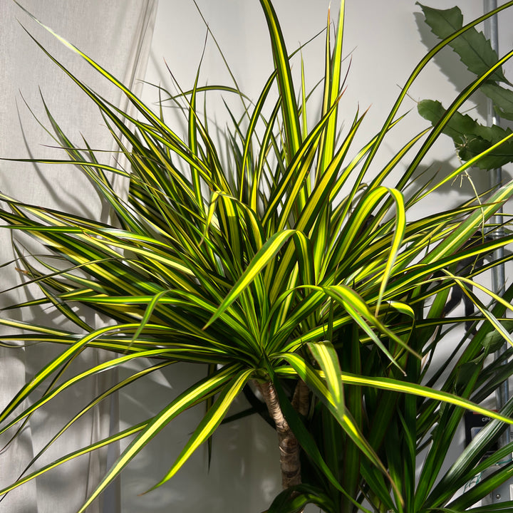 Dracaena Mixed Species Branched Specimen